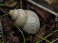 Pomatias&nbsp;elegans